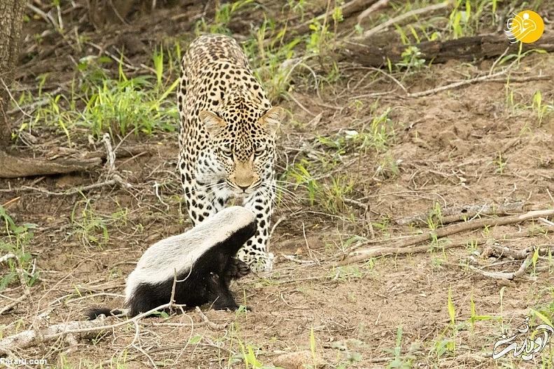 (ویدئو) حمله وحشتناک گورکن عسل&zwnj;خوار به پلنگ